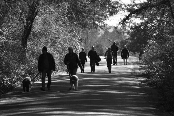 The Benefits of Daily Walks for Mental Clarity and Physical Health